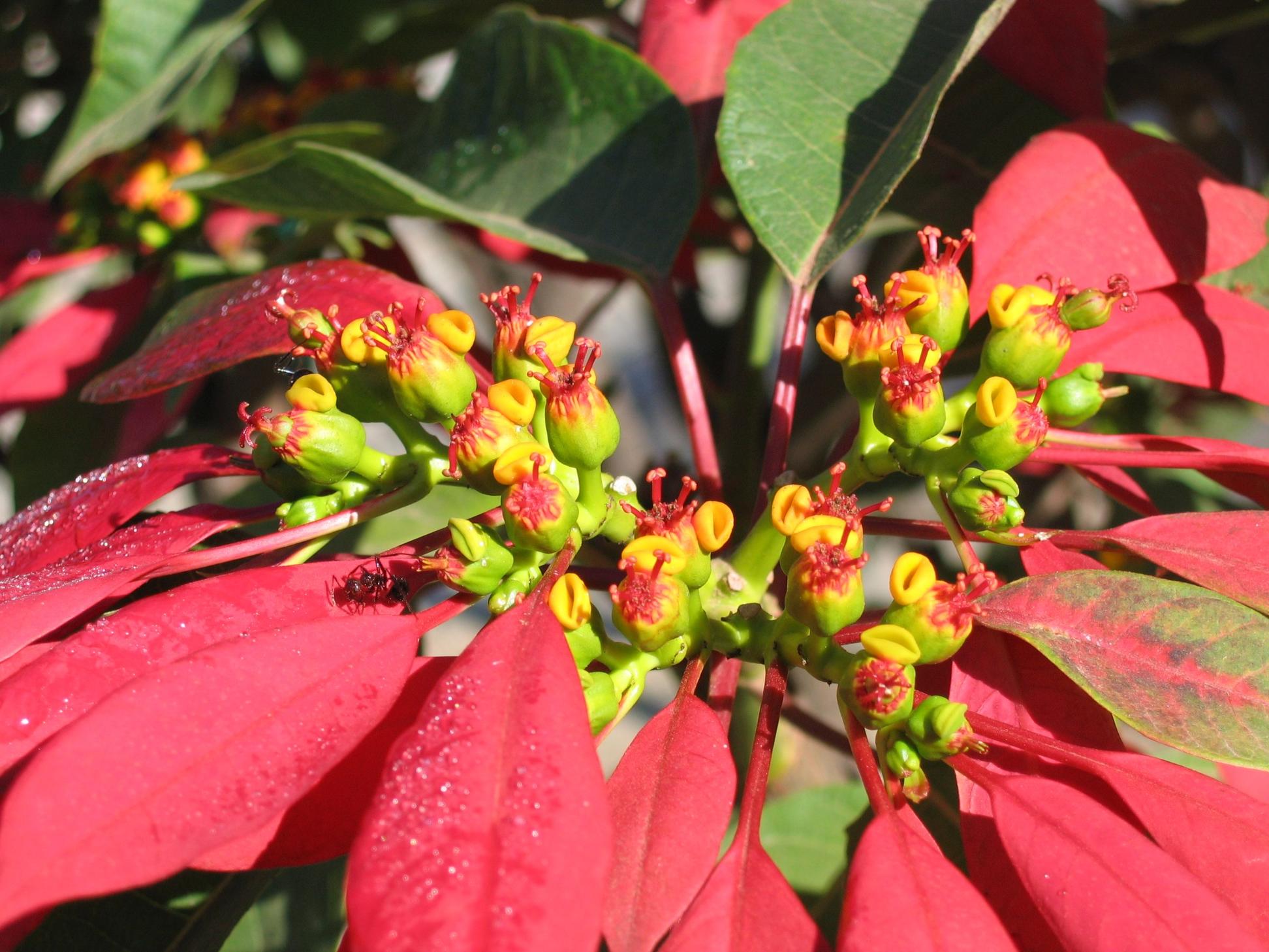 Weihnachtsstern (c) CC BY-SA 3.0, https://commons.wikimedia.org/w/index.php?curid=583280