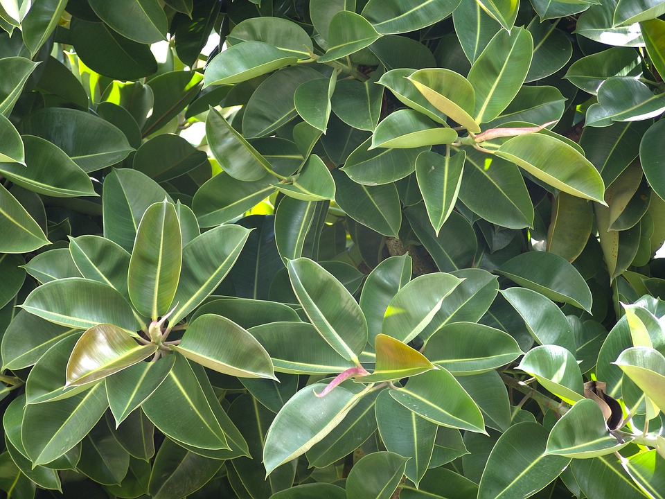 Rubber-Tree