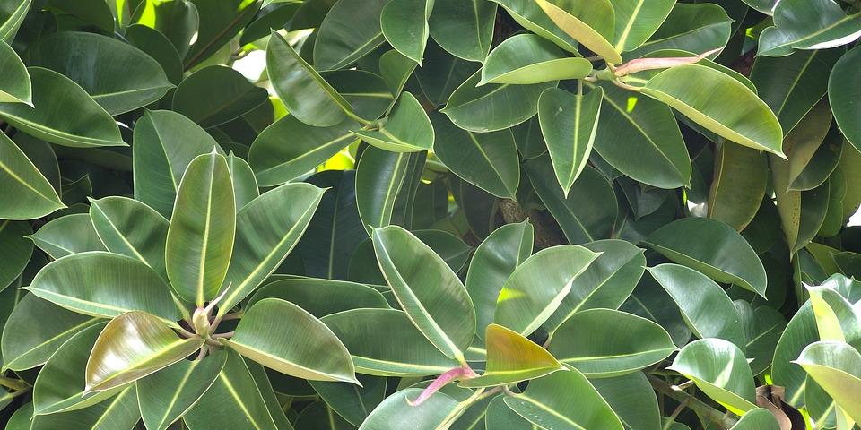 Rubber-Tree