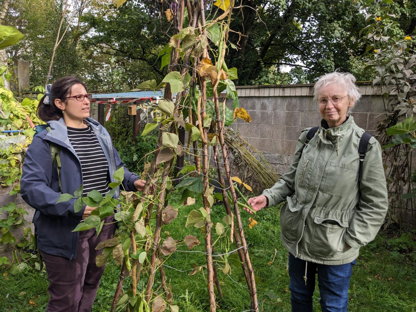 Am Bohnentipi hängen die Samen für das kommende Jahr. (c) Steffi Sieger-Bücken