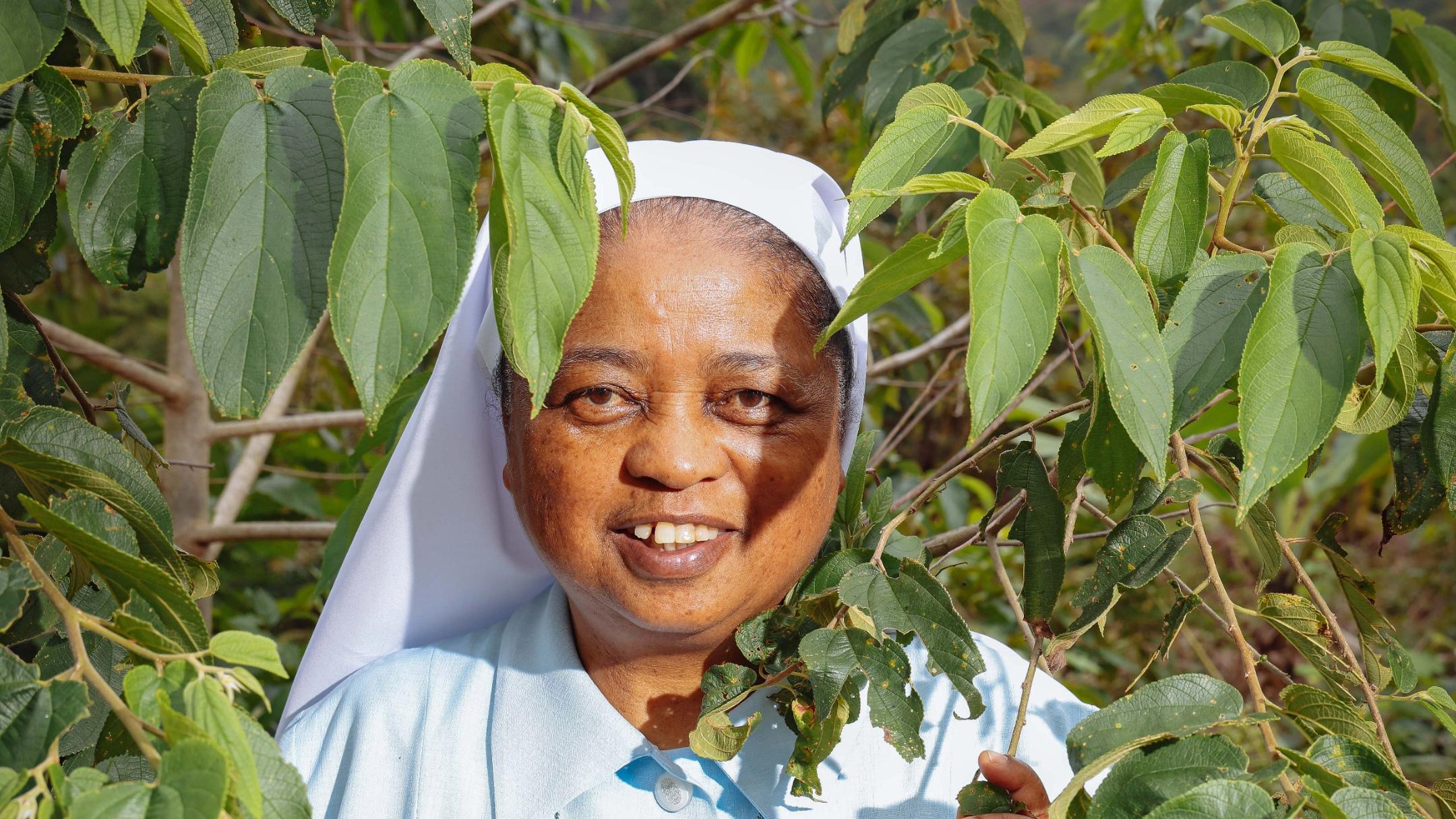 Anbau und Produktion: Schwester Claudine stellt aus der Pflanze Desmodium das Medikament Cimopar her