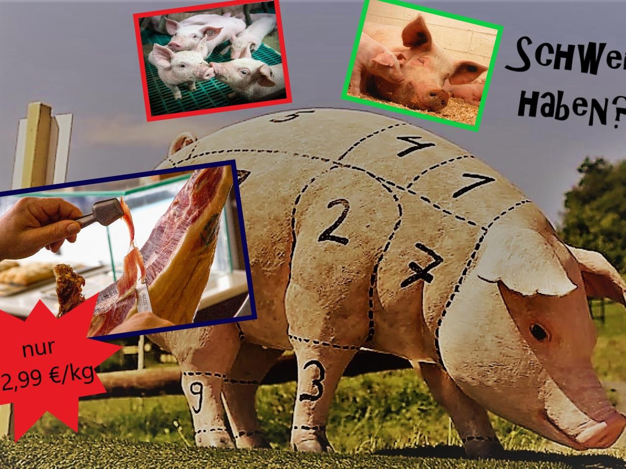 Projekt „Schwein haben“ geht an den Start (c) Tanja Jünger (-Jai79-auf-Pixabay)