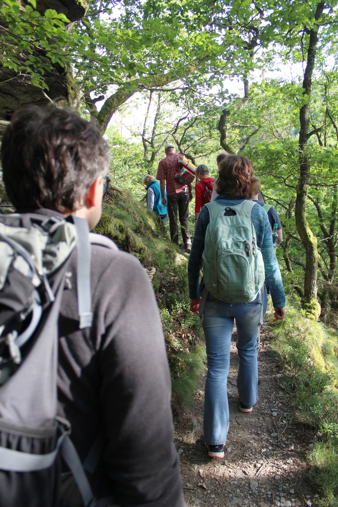 Wer auf dem Schöpfungspfad im Nationalpark Eifel wandert, erlebt ein besonders wildes Stück Natur. (c) Nationalparkverwaltung Eifel/Martin Weisgerber