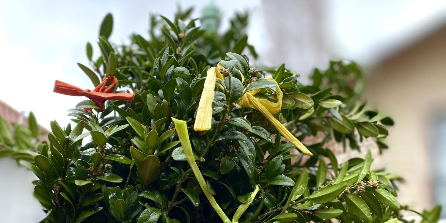 Palmzweig_ am Palmsonntag