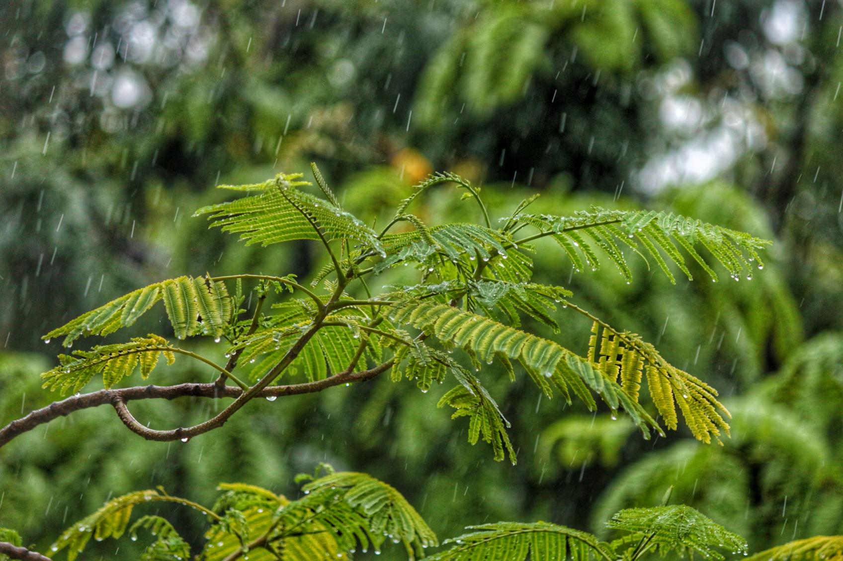 Regen-Segen (c) Photo by SHAH shah on unsplash