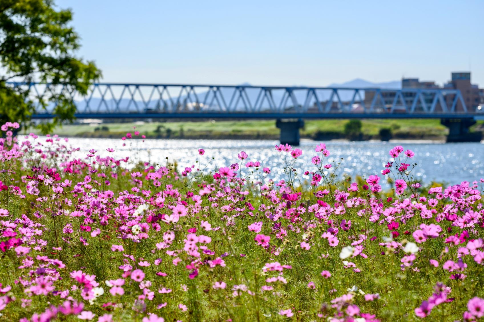 Frühlingswiese am Fluss (c) Kouji Tsuru on Unsplash