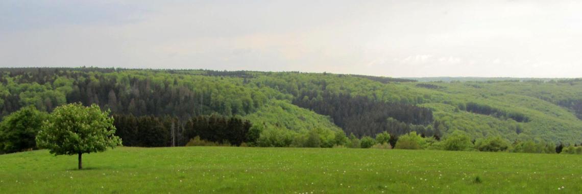 FRIEDEN, GERECHTIGKEIT, BEWAHRUNG DER SCHÖPFUNG