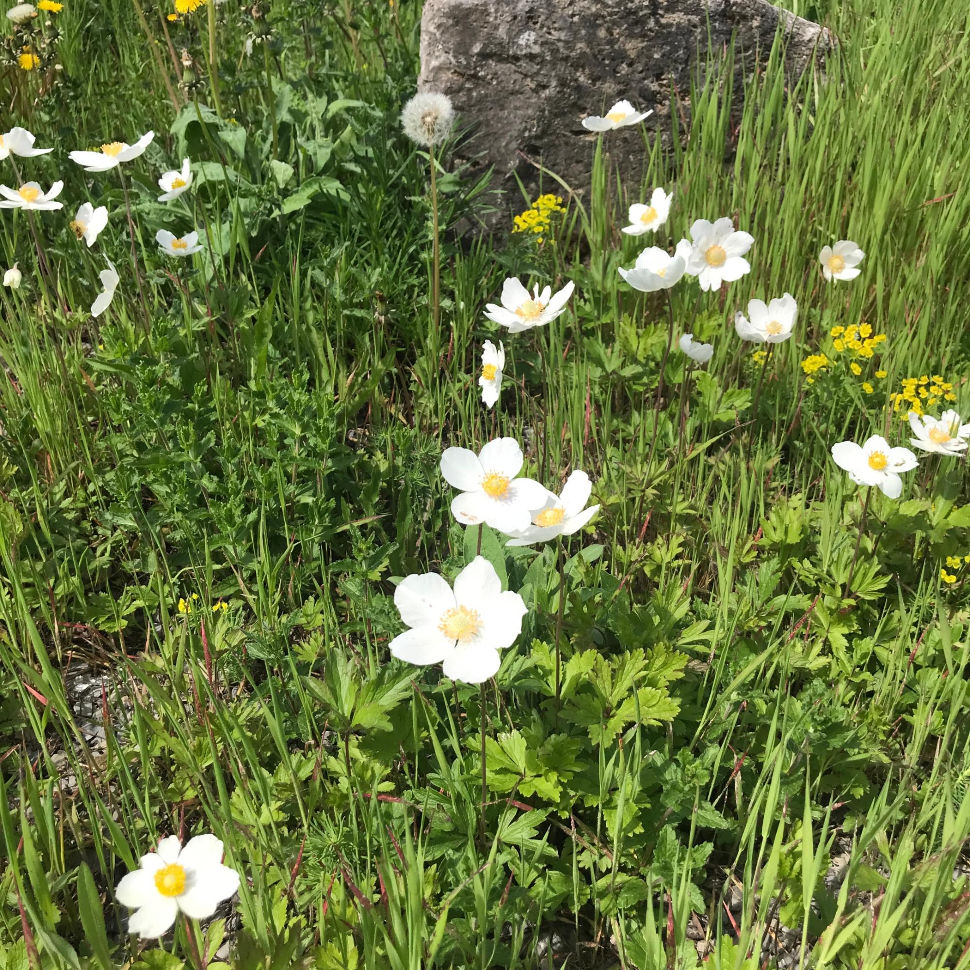 Blumen am Wegrand