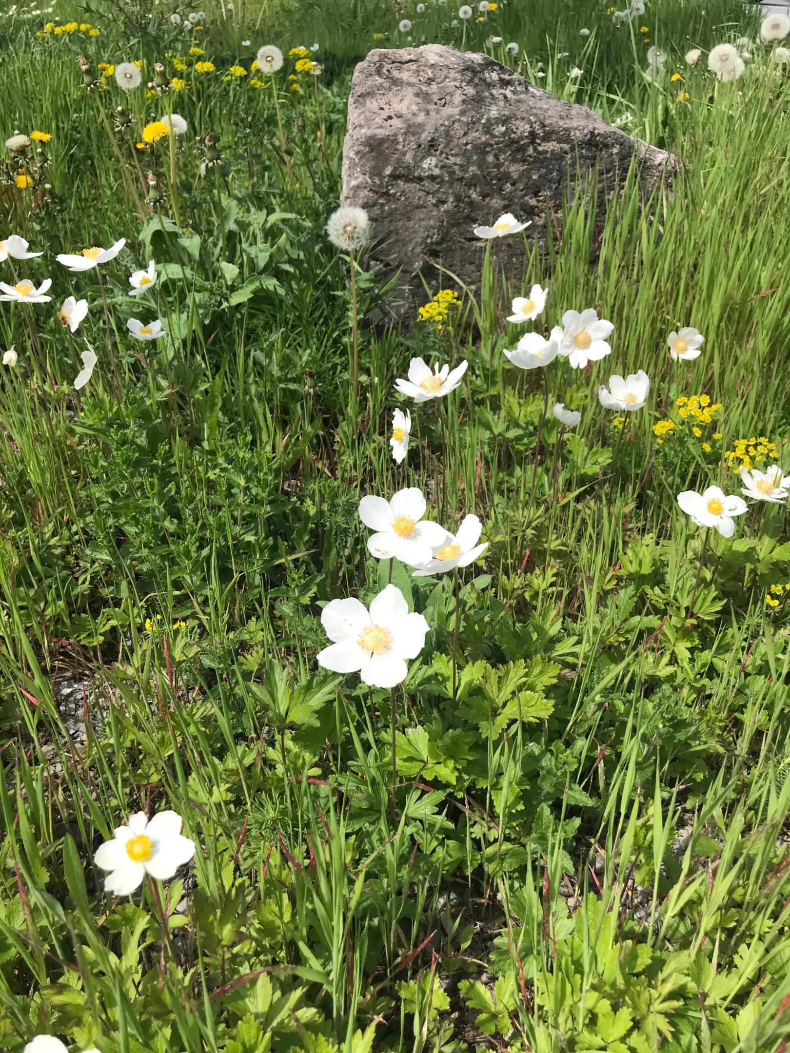 Blumen am Wegrand (c) Sr. Angela Cöppicus SDS