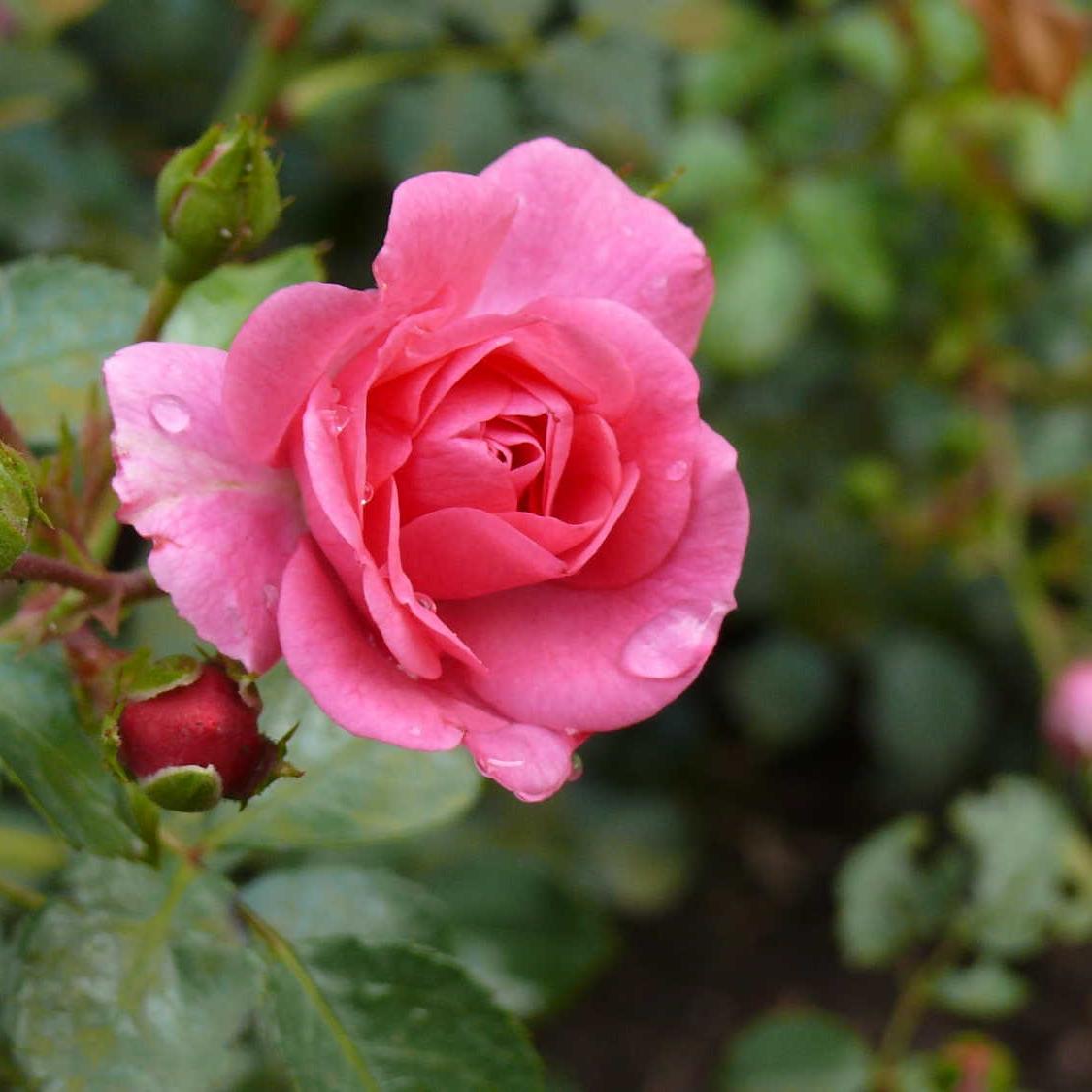 Rose mit Tautropfen