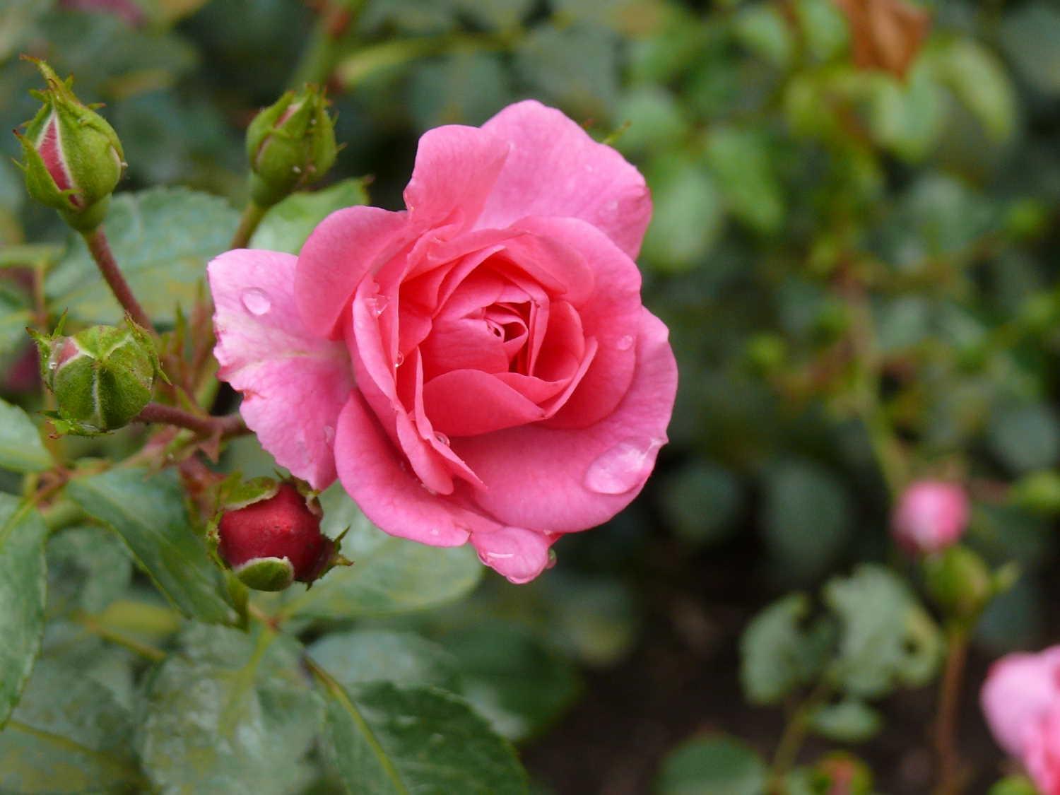 Rose mit Tautropfen