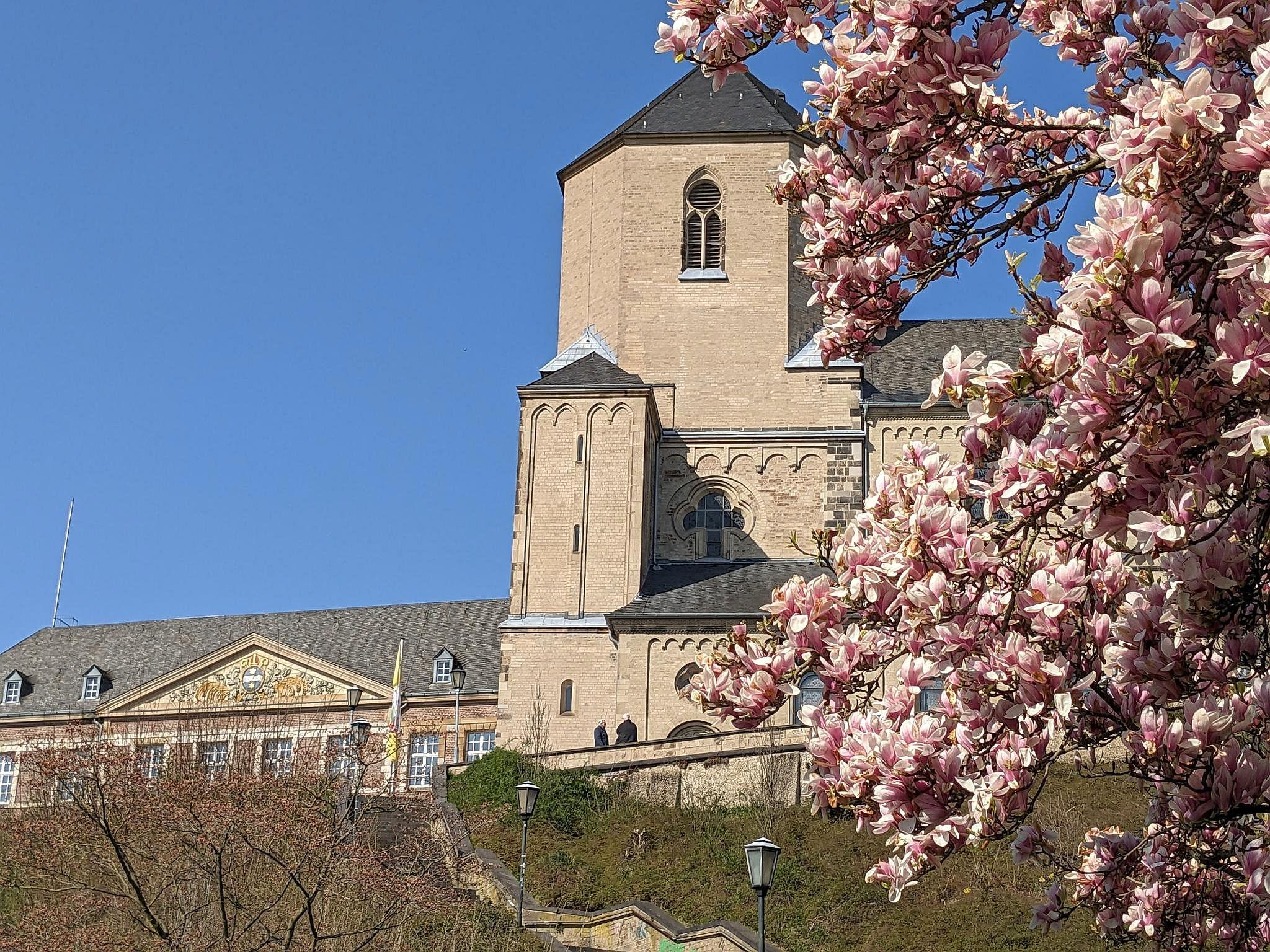 Abtei Mönchengladbach im Frühling mit blühender Magnolie