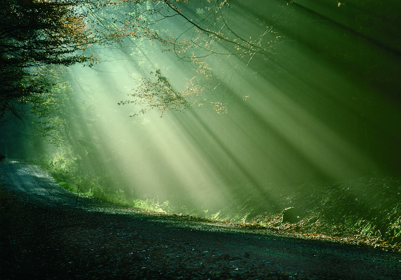 Sonnenstrahlen im Wald (c) Georg Toporowsky / Seelsorge in Nationalpark Eifel und Vogelsang