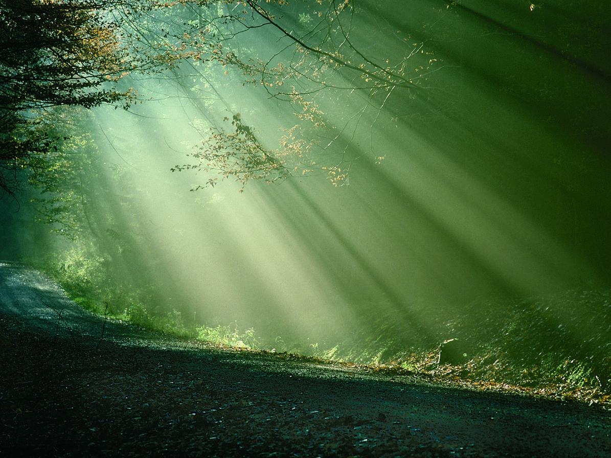 Sonnenstrahlen im Wald