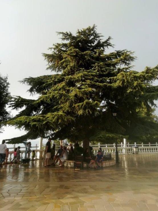 Zeder im Libanon