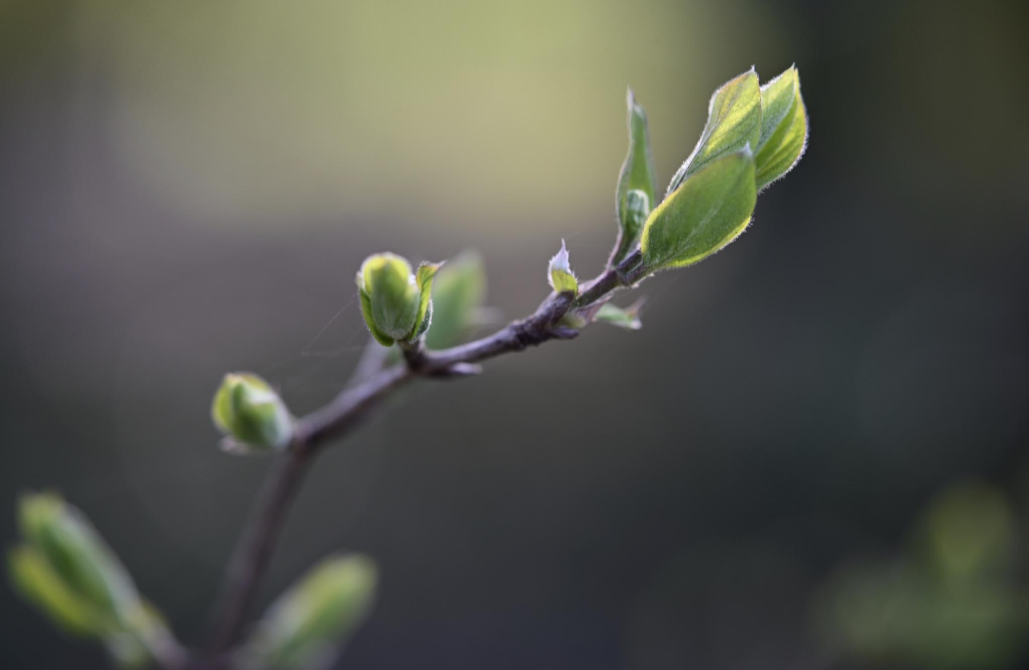 Knospen