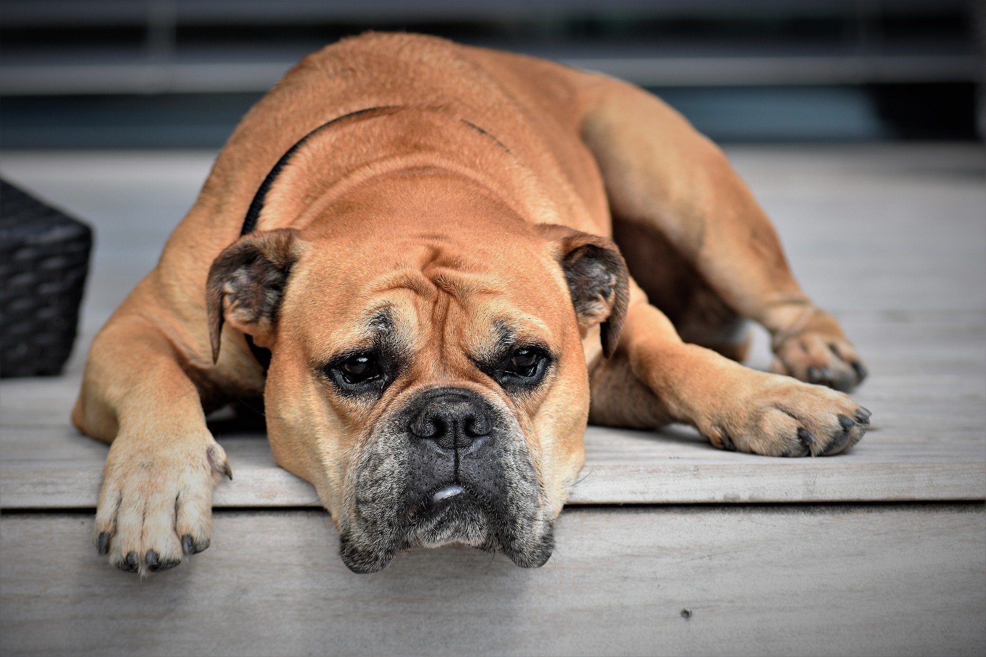 Langeweile, Hund (c) Bild von Pitsch auf Pixabay