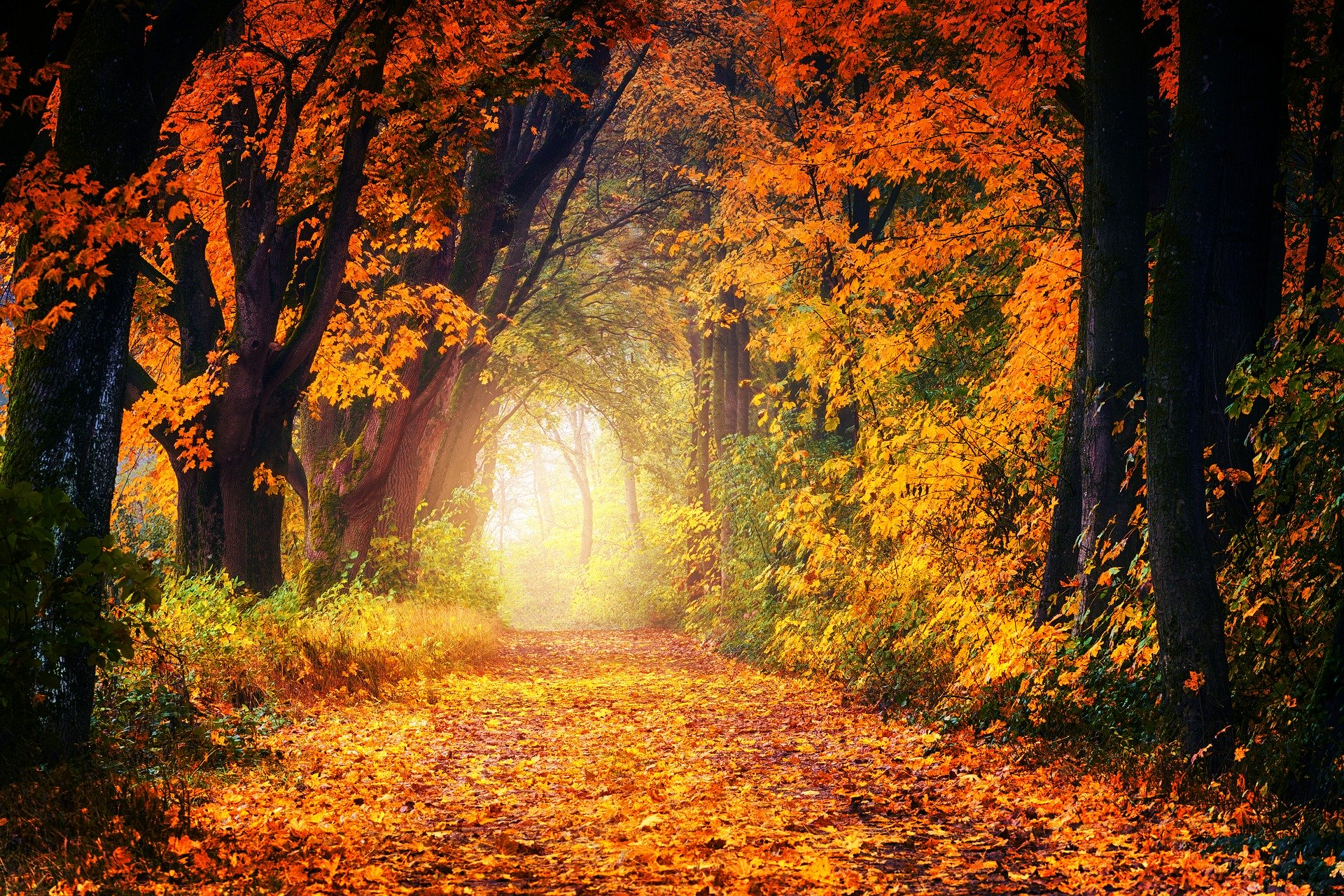 Waldweg (c) Bild von Johannes Plenio auf Pixabay