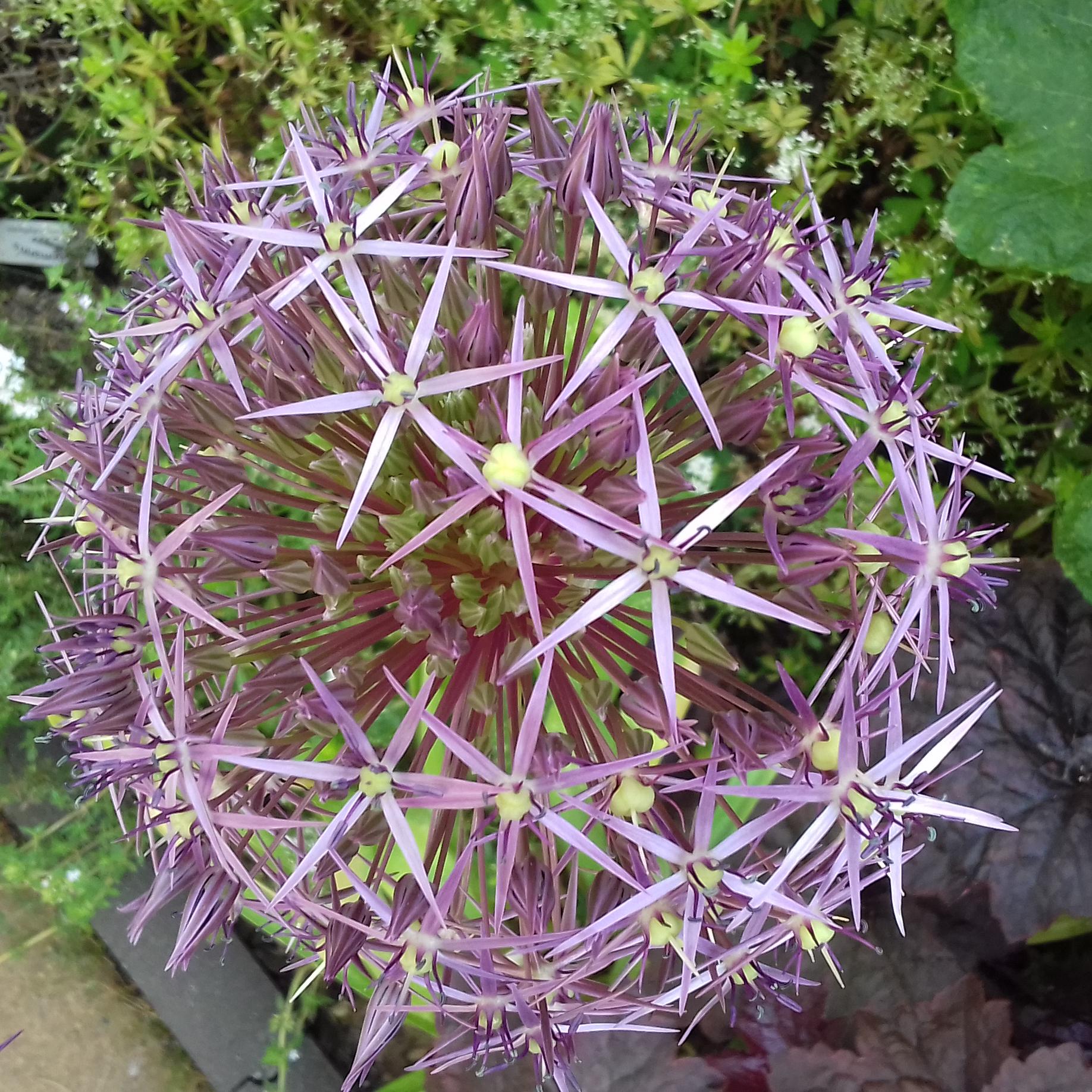 Bild Allium