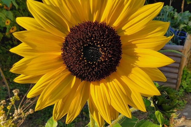 Sonnenblume (c) Kerstin Wallmeyer / Pfarrbriefservice