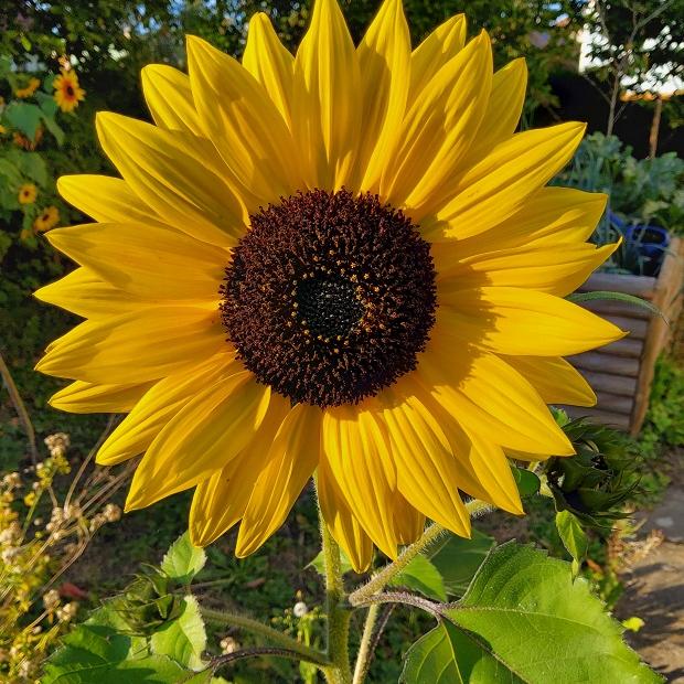 Sonnenblume