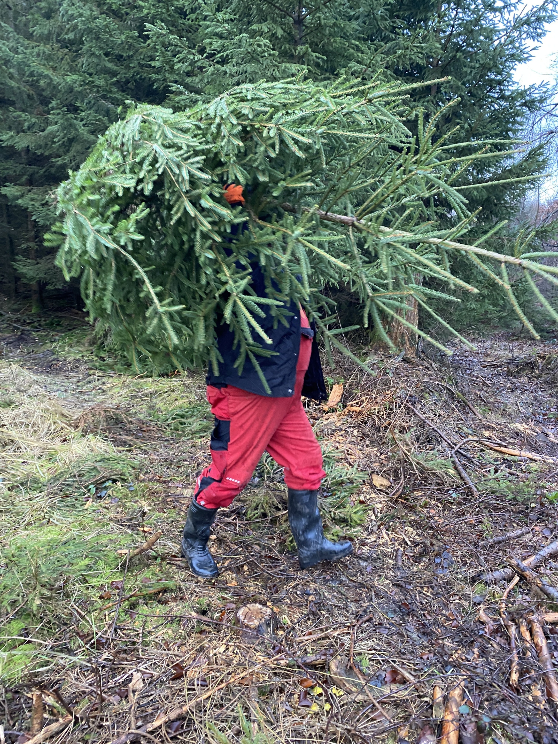 Weihnachtsbaumaktion