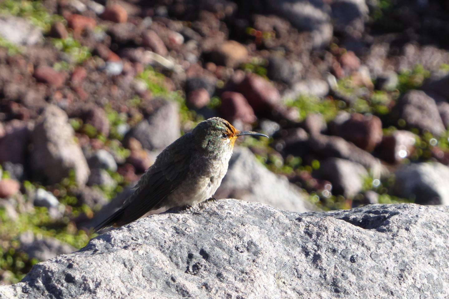 Kolibri auf dem Chimborazo (c) Friederike Peters