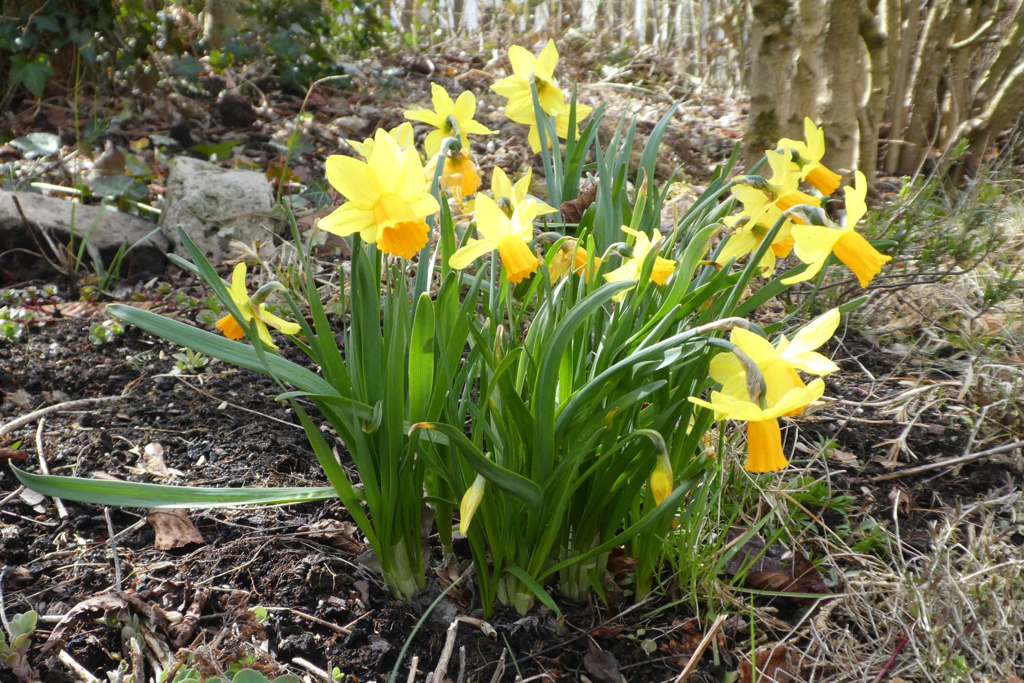 Narzissen im Garten