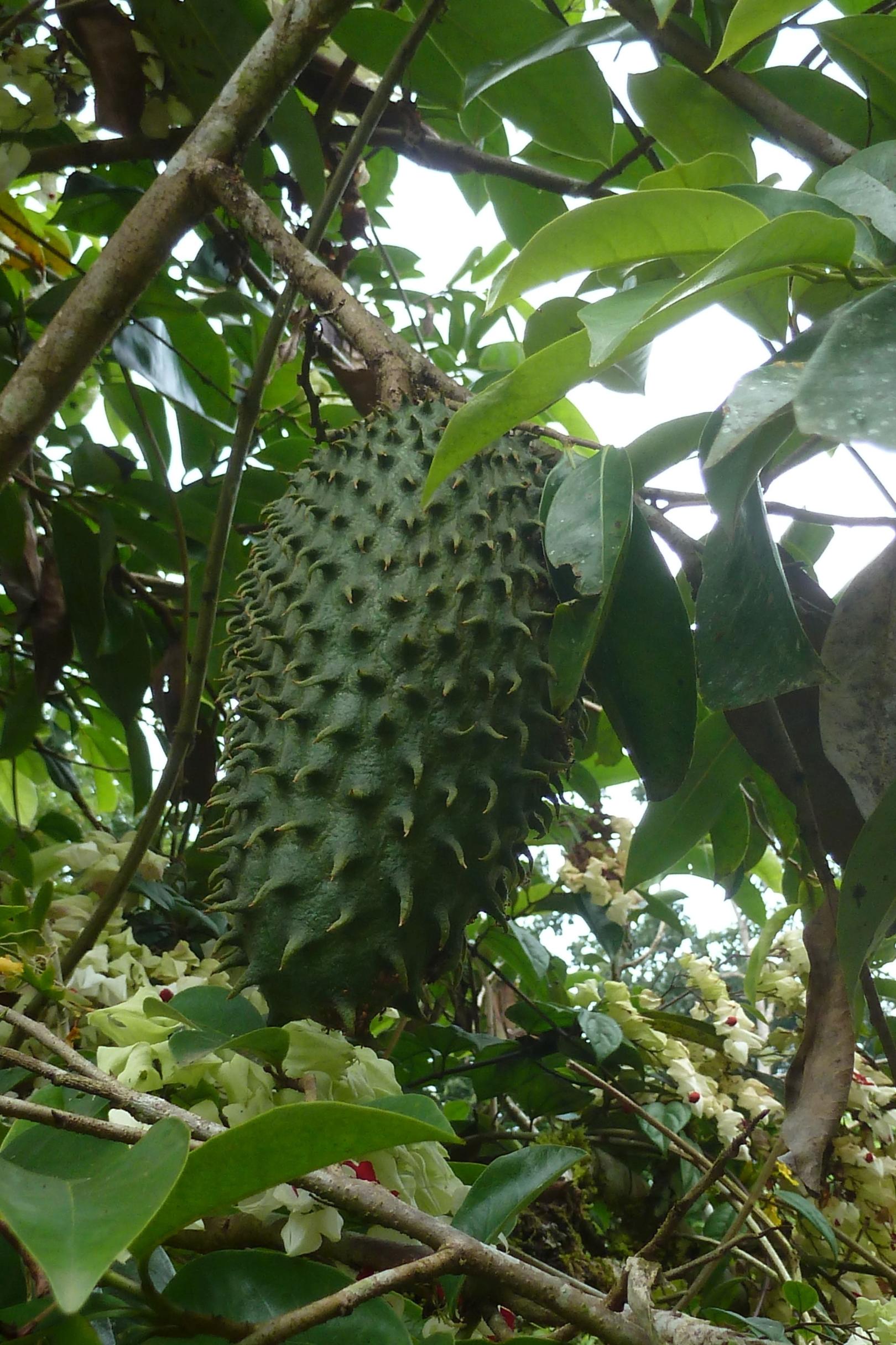 Guanabana (c) Friederike Peters