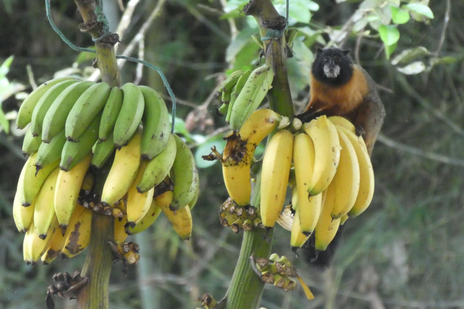 Bananen (c) Friederike Peters