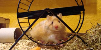 Hamsterrad