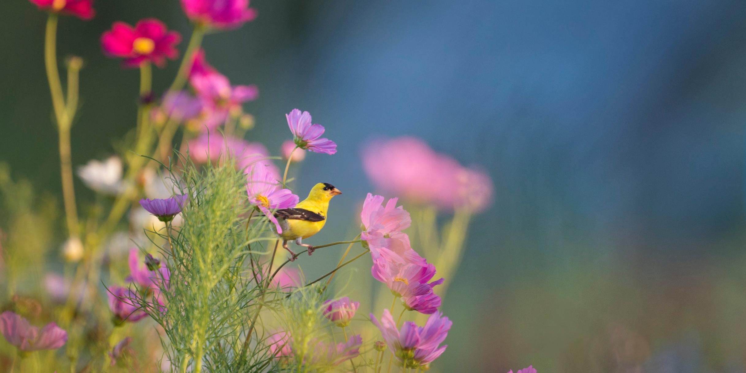 Morgenvogel