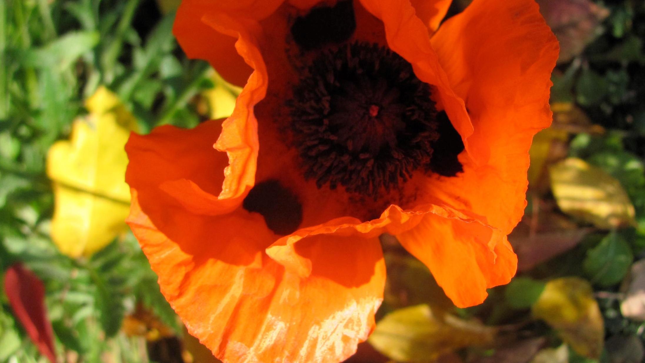 Mohn