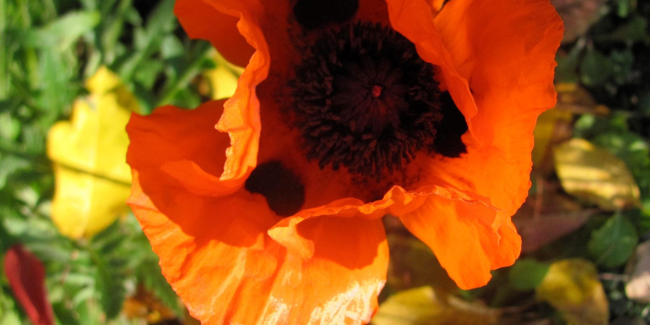 Mohn