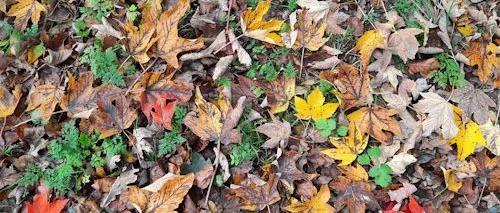 Herbst (c) unsplash.com Herbst