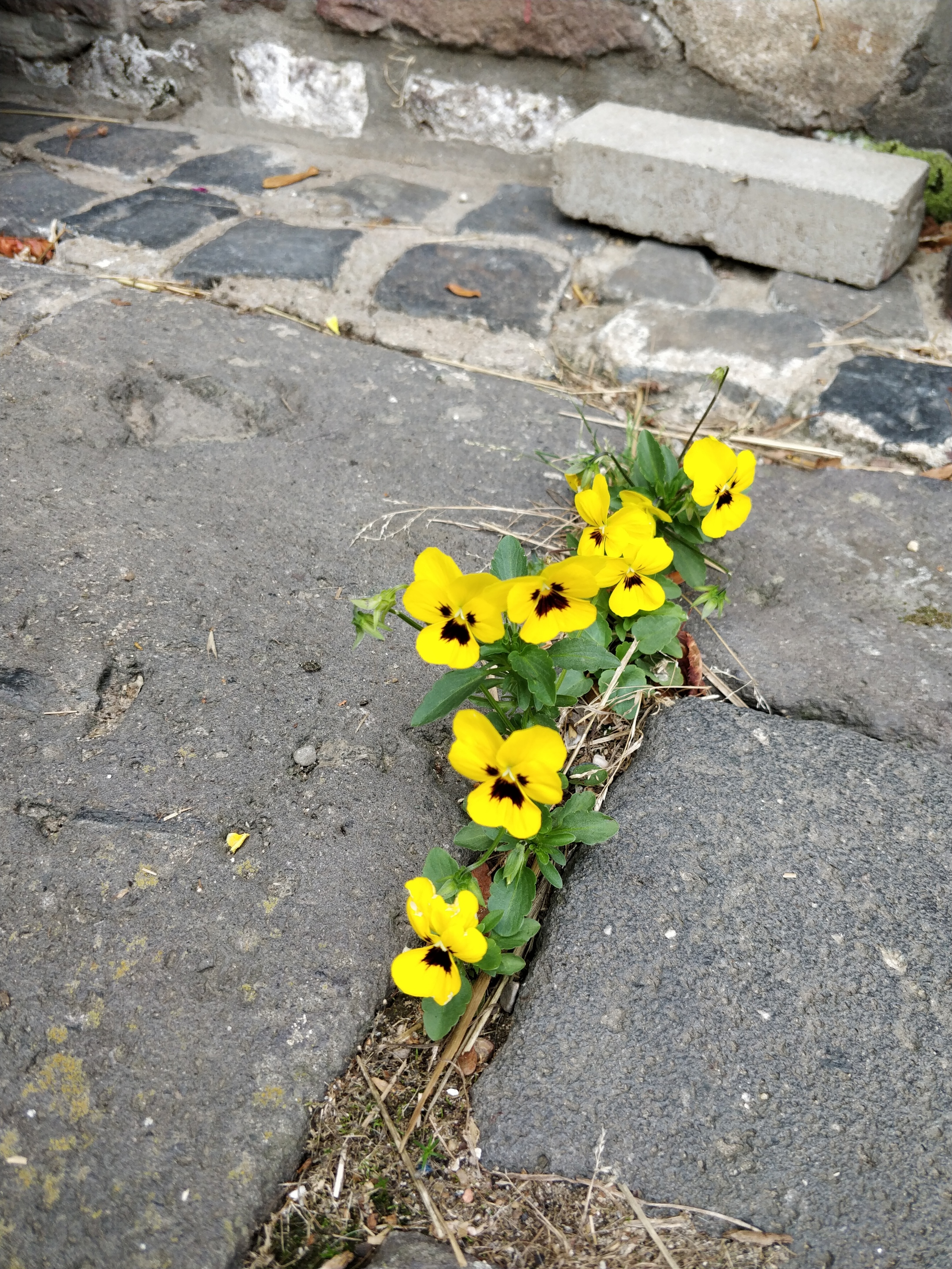 Blumen