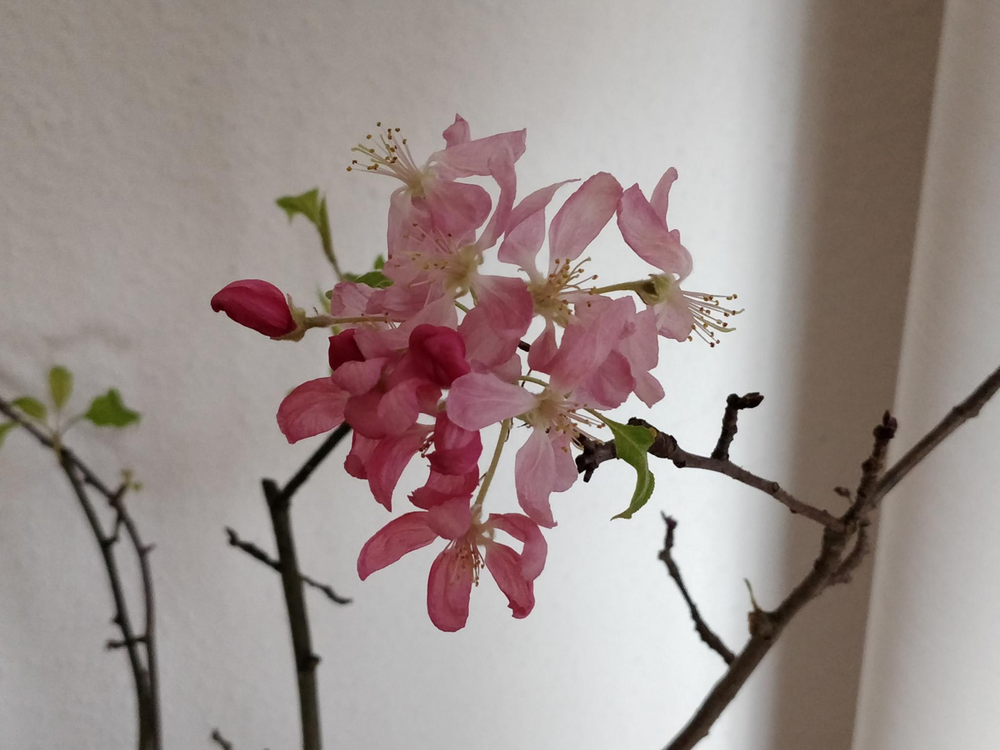 Blüte