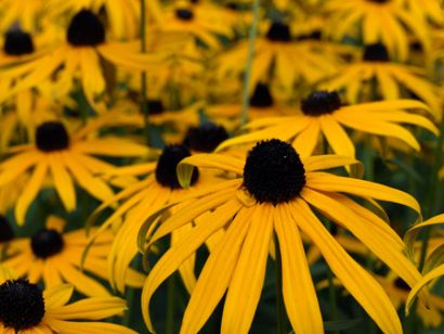 Blume