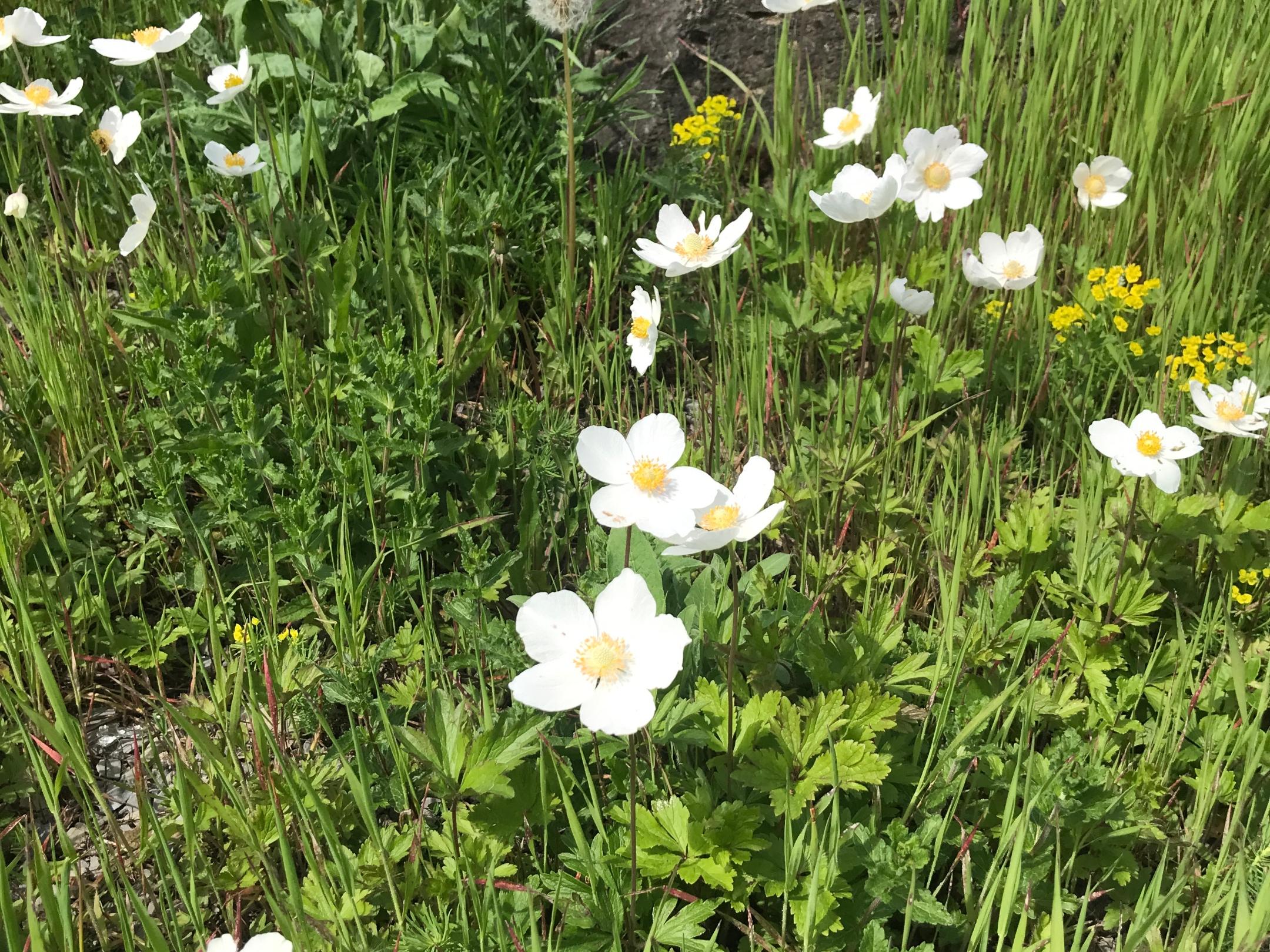 Blumen am Wegrand
