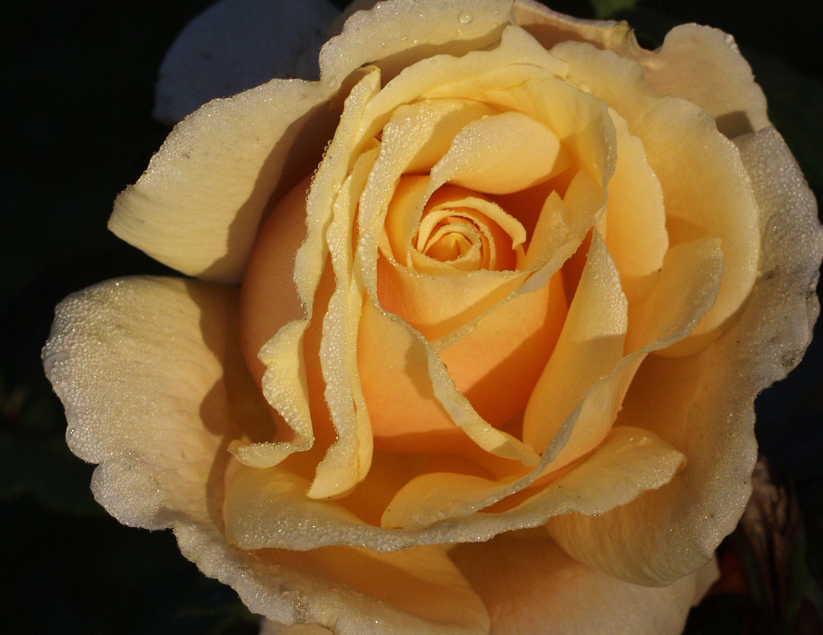 RoseGelb2