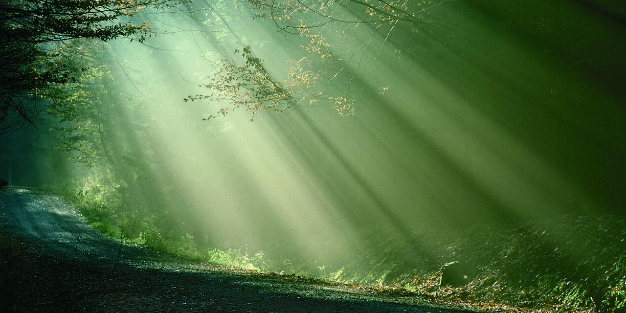 Sonnenstrahlen im Wald