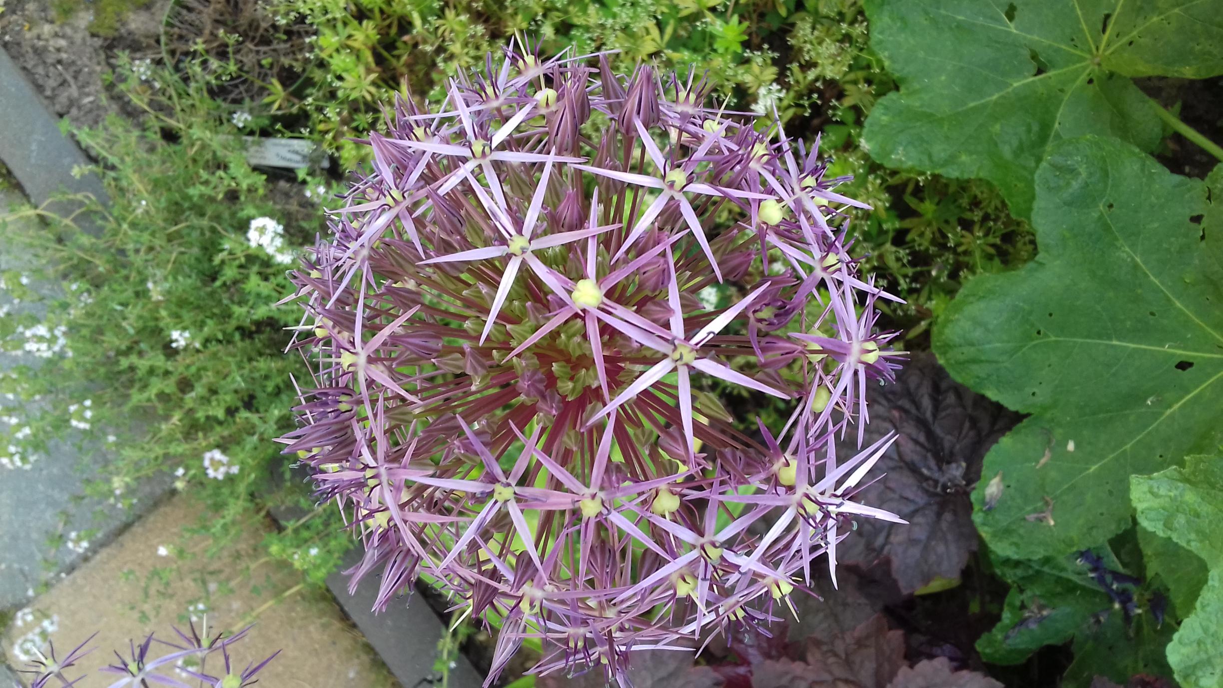 Bild Allium
