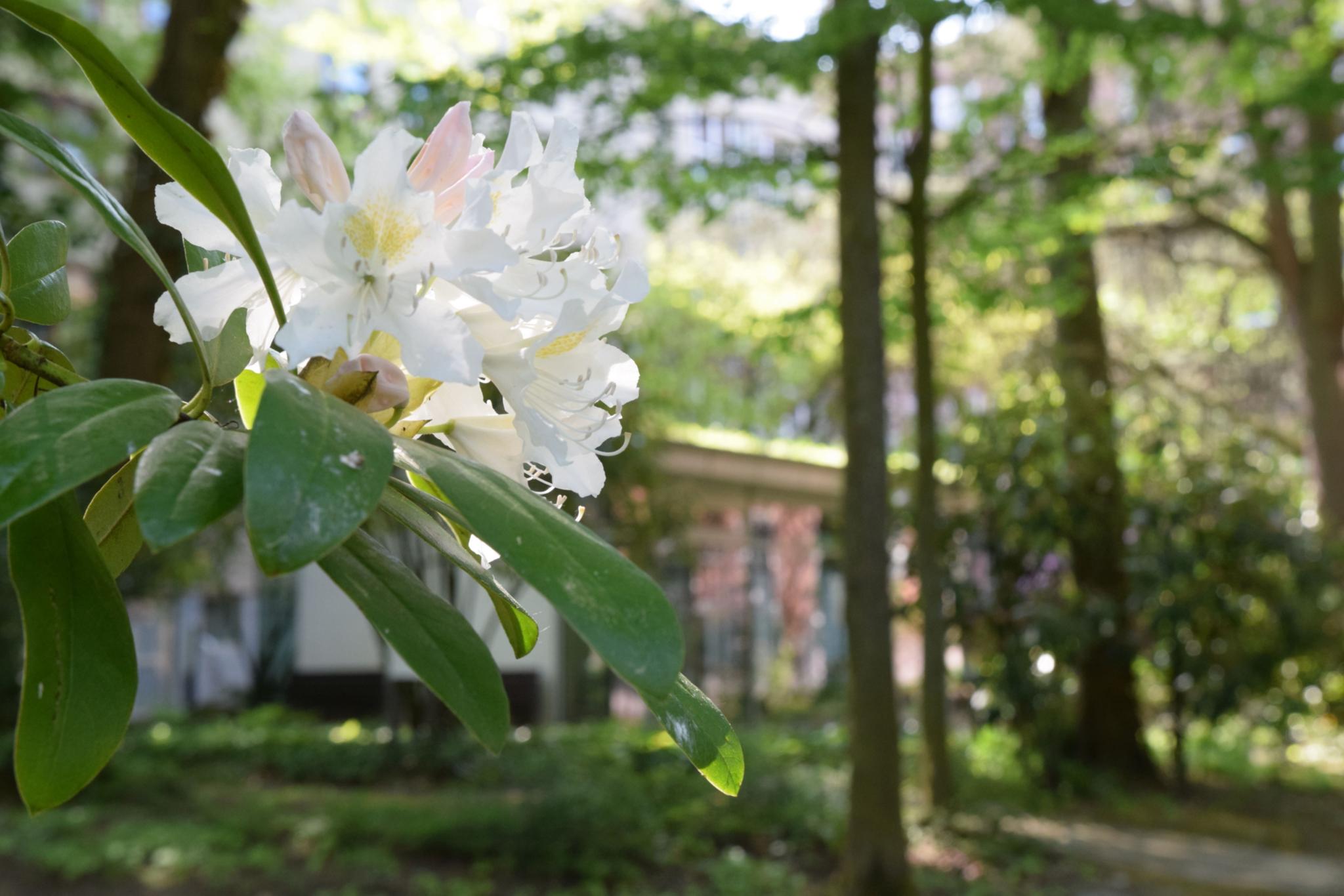Garten & Park - Bischöfliche Akademie