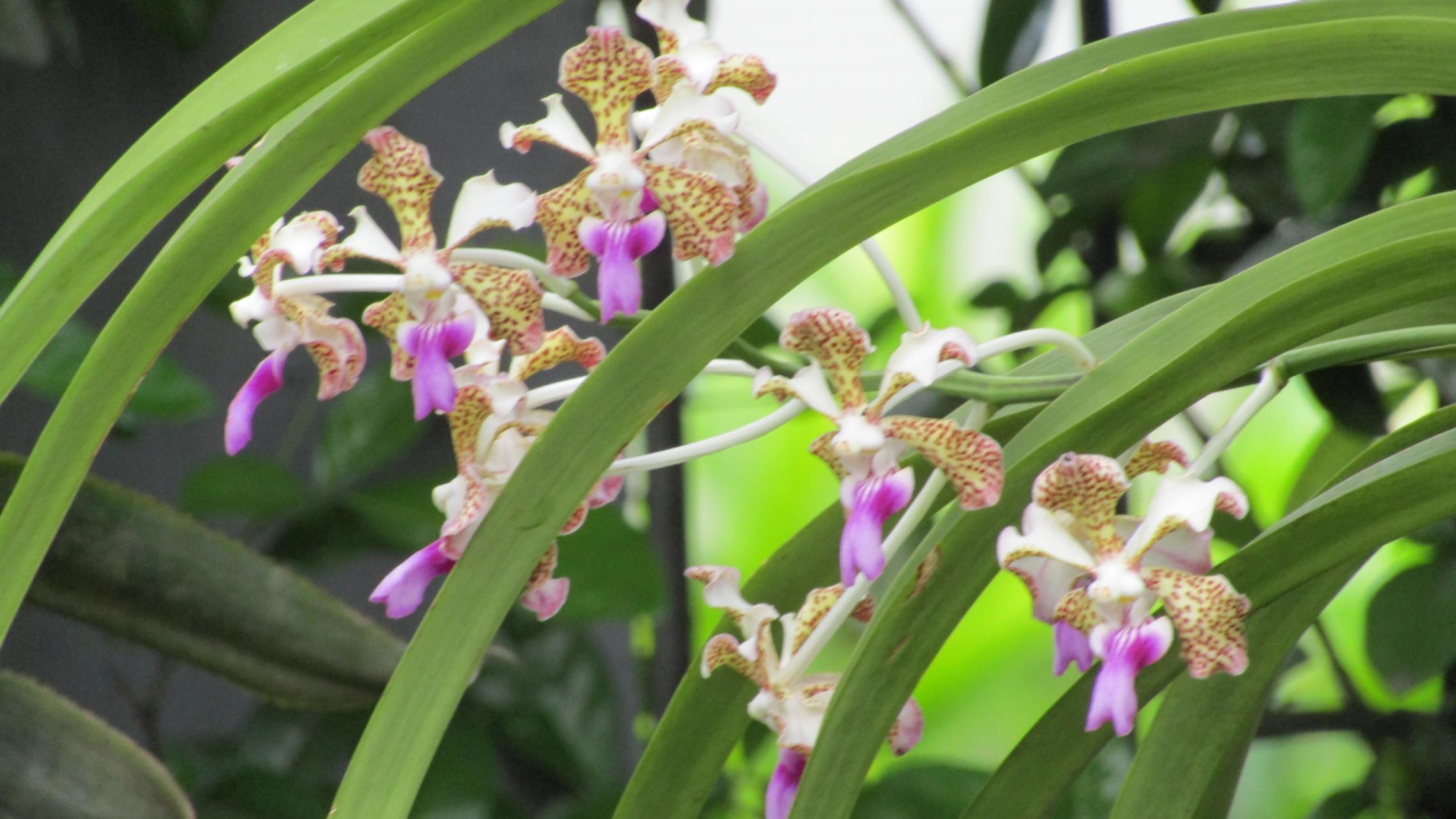 Orchideen in einem Garten von Cali