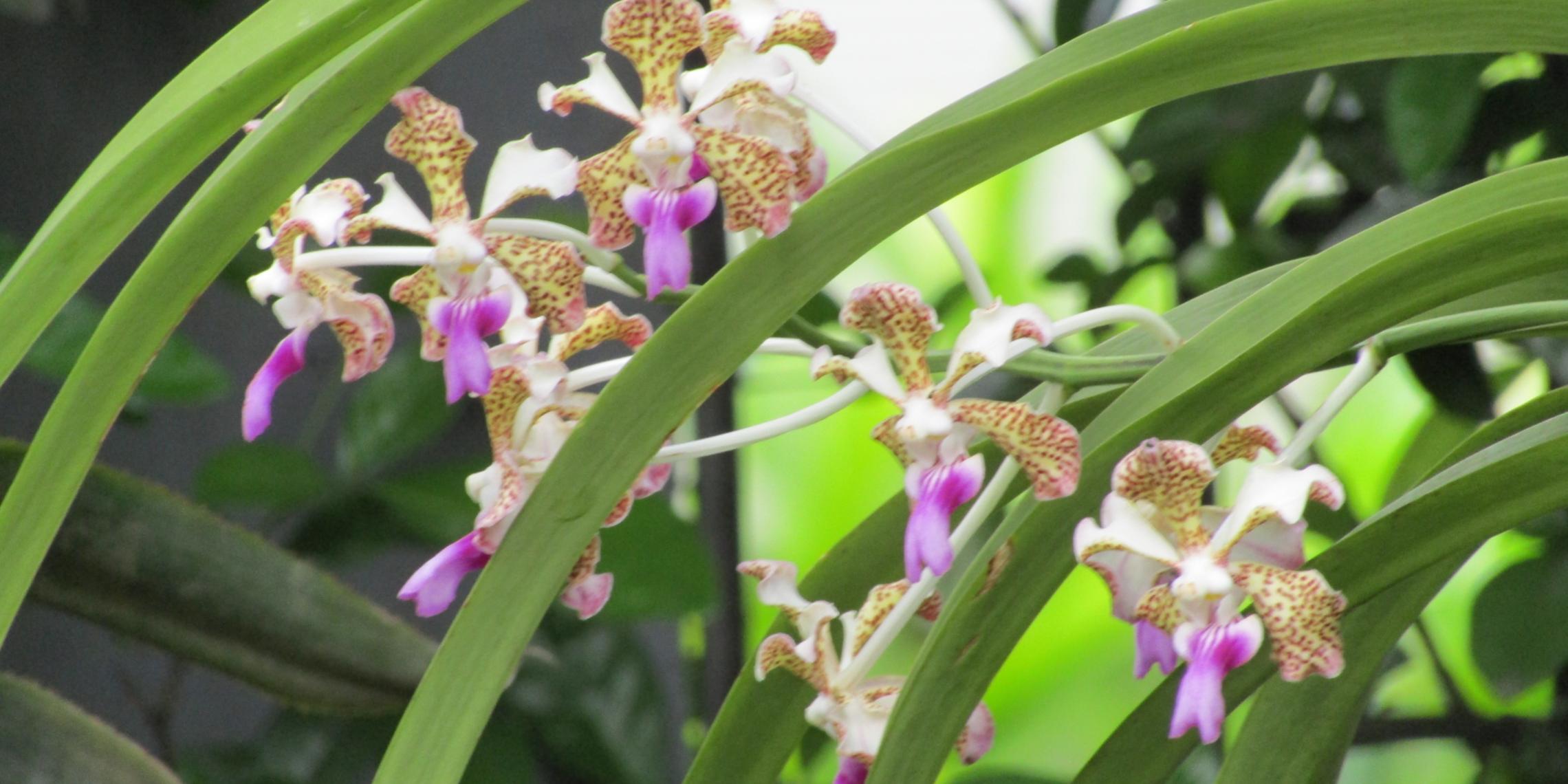 Orchideen in einem Garten von Cali