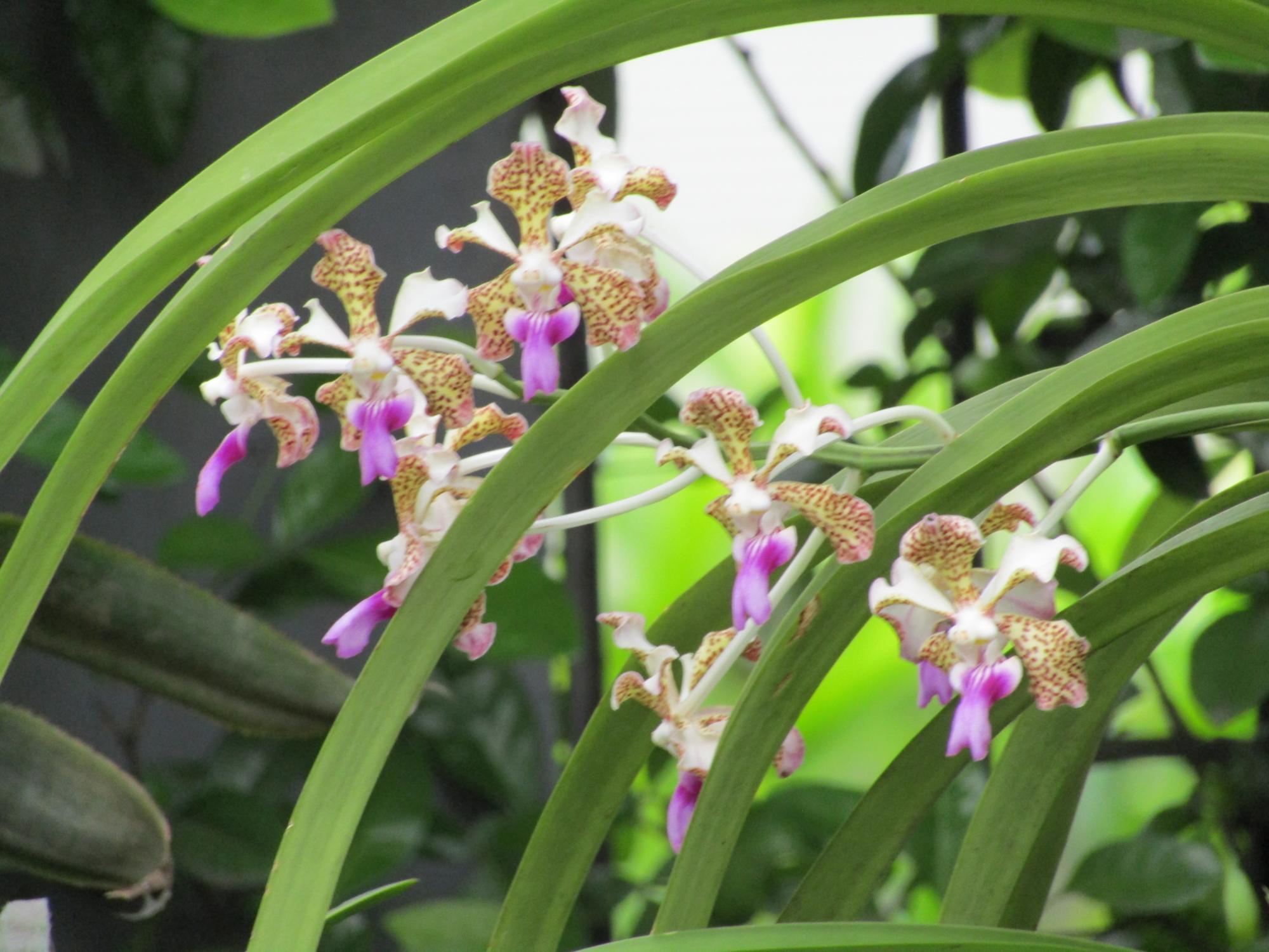 Orchideen in einem Garten von Cali