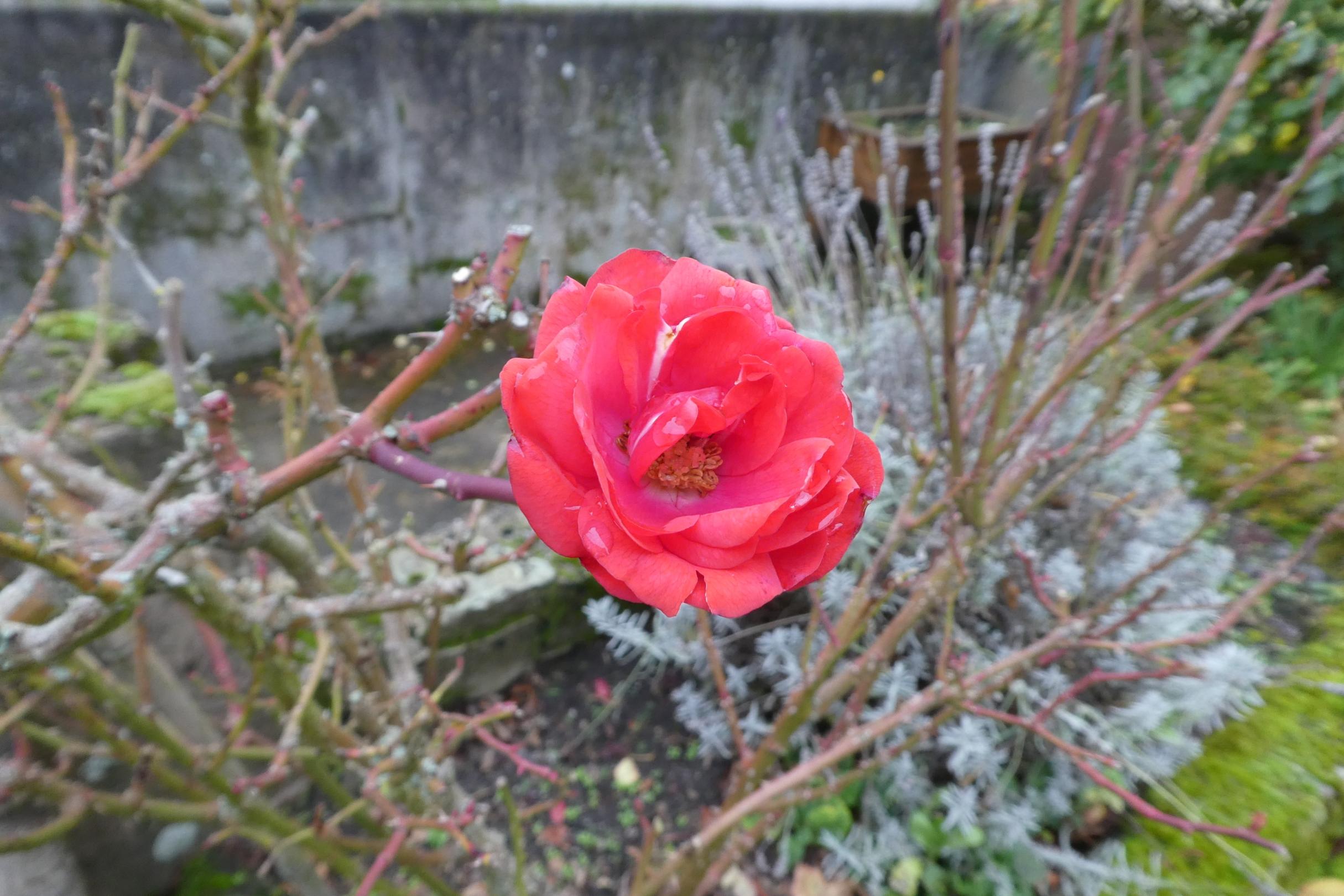 Winterrose