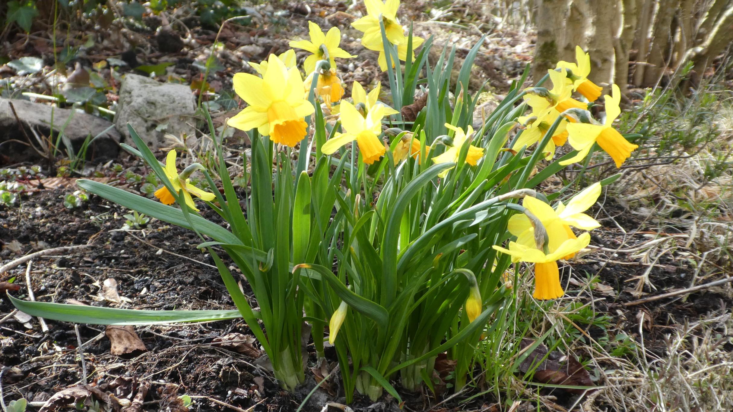 Narzissen im Garten