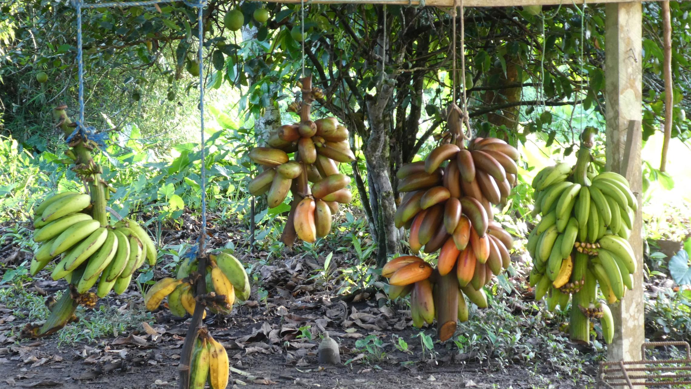 Bananen