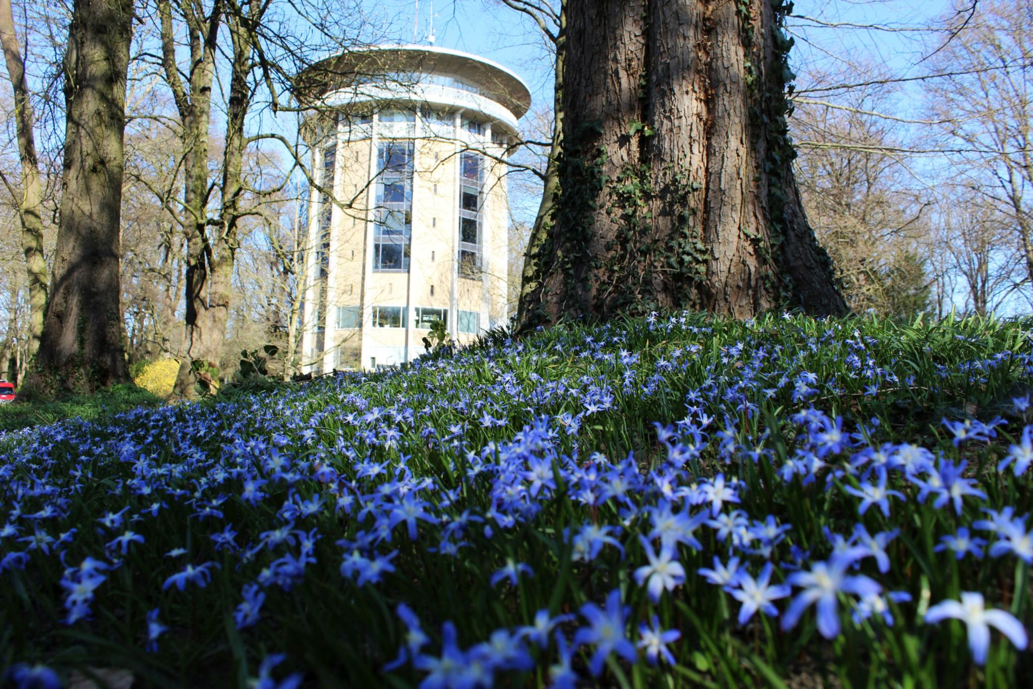 Blühende Sternhyazinthen am Drehturm Belvedere